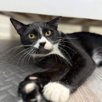 Cookies and Cream -  Tuxedo and Domestic Short Hair Cat for Adoption in Friendswood, Texas - Cookies And Cream | PetCurious
