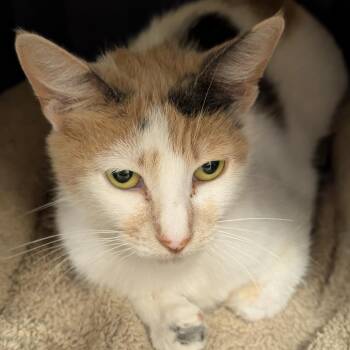 Mandarina -  Domestic Short Hair Cat for Adoption in Sonoma, California - Mandarina | PetCurious