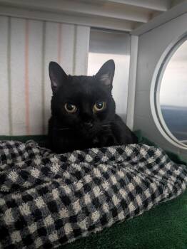 Buzby -  Domestic Short Hair Cat for Adoption in Hyde Park, New York - Buzby | PetCurious