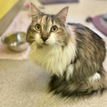 Rescue Domestic Medium Hair and Domestic Short Hair Cats for Adoption in East Montpelier, Vermont - Octavia | PetCurious