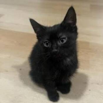 Winston -  Domestic Short Hair Cat for Adoption in Belleville, Illinois - Winston | PetCurious