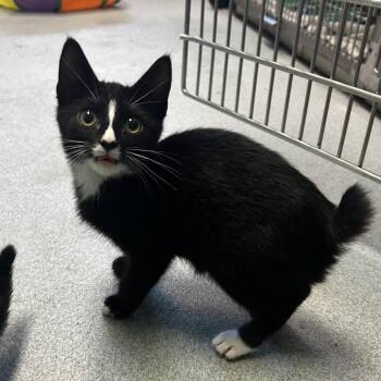 Trapper Keeper -  Domestic Short Hair Cat for Adoption in Spruce Pine, North Carolina - Trapper Keeper | PetCurious