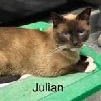 Siamese Cats Available for Adoption in Kingman, Kansas - Julian | PetCurious