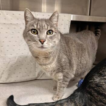 Suzy -  Domestic Short Hair Cat for Adoption in Hailey, Idaho - Suzy | PetCurious