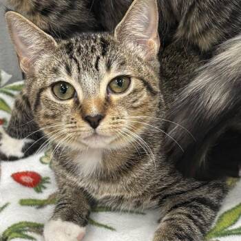 Sky -  Domestic Short Hair Cat for Adoption in Buffalo, New York - Sky | PetCurious