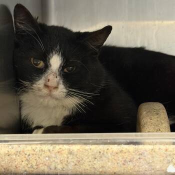 Domestic Short Hair Cats Available for Adoption in Tuscaloosa, Alabama - TUSC-Wildlife-84090 | PetCurious