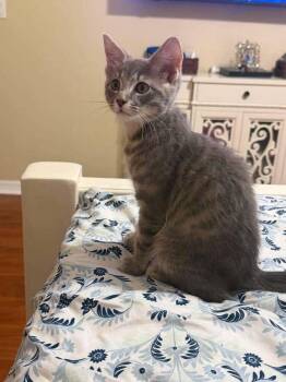 Spaghetti -  Domestic Short Hair Cat for Adoption in Deltona, Florida - Spaghetti | PetCurious