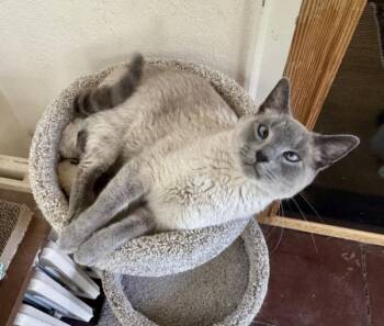 FRITZ -  Siamese Cat for Adoption in Kenosha, Wisconsin - FRITZ | PetCurious