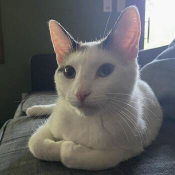Archie C11244 -  Domestic Short Hair Cat for Adoption - Archie C11244 | PetCurious