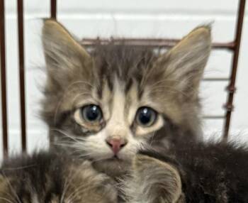 Strawberry -  Domestic Long Hair Cat for Adoption in Golden, Colorado - Strawberry | PetCurious