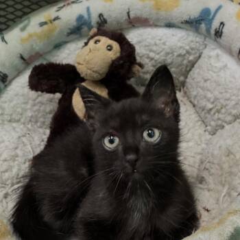 American Shorthair Cats Available for Adoption in Guaynabo, Guaynabo - Goku | PetCurious