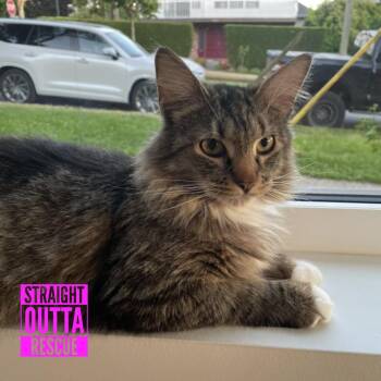 Elfa -  Domestic Long Hair Cat Available for Adoption in Vancouver, British Columbia - Elfa | PetCurious