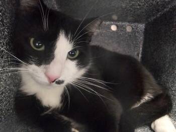 LUX IN THE BARN -  Domestic Short Hair Cat for Adoption in Pueblo, Colorado - LUX IN THE BARN | PetCurious