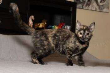 KITTEN STELLA -  Tortoiseshell Cat for Adoption in Franklin, Tennessee - KITTEN STELLA | PetCurious