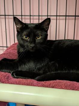 Stella -  Bombay and Domestic Short Hair Cat for Adoption in Pompano Beach, Florida - Stella | PetCurious