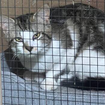 Domestic Short Hair Cats Available for Adoption in Klamath Falls, Oregon - Atlas1 | PetCurious