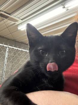 Anakin -  Domestic Short Hair Cat for Adoption in Campbellsville, Kentucky - Anakin | PetCurious