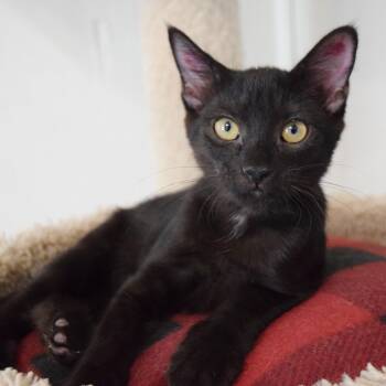 Cuervo -  Domestic Short Hair Cat for Adoption in Bulverde, Texas - Cuervo | PetCurious