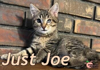 Just Joe -  Domestic Short Hair Cat for Adoption in Douglasville, Georgia - Just Joe | PetCurious