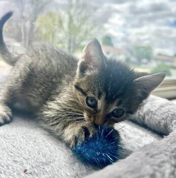 Domestic Short Hair Cats Available for Adoption in Fruit Heights, Utah - Penny | PetCurious