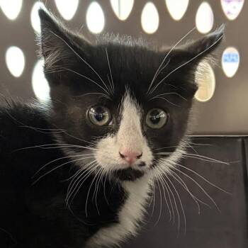 Klein -  Domestic Short Hair Cat for Adoption in Des Moines, Iowa - Klein | PetCurious