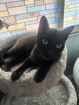 Trouble -  Domestic Short Hair Cat for Adoption in Cypress, California - Trouble | PetCurious