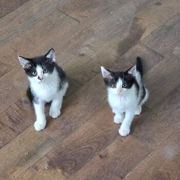 Tillie & Tyde -  Domestic Short Hair Cat for Adoption in Calverton, Maryland - Tillie & Tyde | PetCurious