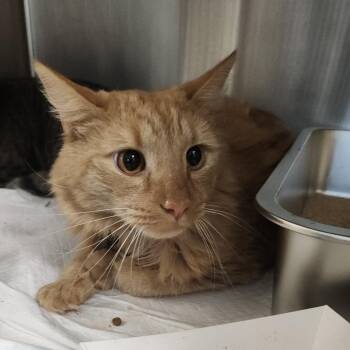 Domestic Short Hair Cats Available for Adoption in Clearwater, Florida - Mufasa | PetCurious