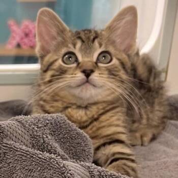 Stegosaurus -  Domestic Short Hair Cat Available for Adoption in Voorhees Township, New Jersey - Stegosaurus | PetCurious