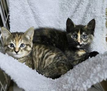 Lucia -  Calico and Tabby Cat for Adoption in Minneapolis, Minnesota - Lucia | PetCurious