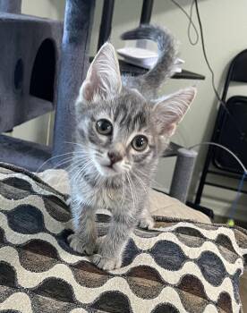 Domestic Short Hair Cats Available for Adoption in Oviedo, Florida - Winston | PetCurious