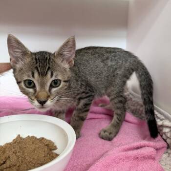 Hampton -  Domestic Short Hair Cat for Adoption in Jupiter, Florida - Hampton | PetCurious