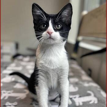 Domestic Short Hair Cats Available for Adoption in Lodi, California - Alexa | PetCurious