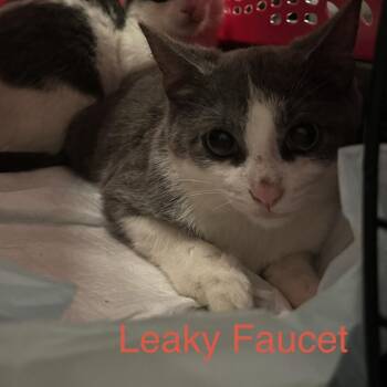 Leaky Faucet -  Domestic Short Hair Cat for Adoption in South Euclid, Ohio - Leaky Faucet | PetCurious