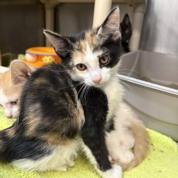 Tubi -  Domestic Short Hair Cat for Adoption in Saint Charles, Missouri - Tubi | PetCurious