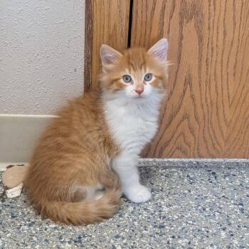 Guinness -  Domestic Short Hair Cat for Adoption in Prairie Du Chien, Wisconsin - Guinness | PetCurious
