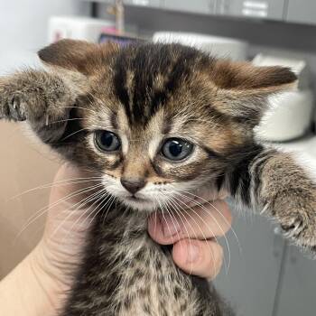 Tator -  Domestic Short Hair Cat for Adoption in Port Charlotte, Florida - Tator | PetCurious
