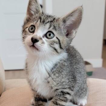 Domestic Short Hair Cats Available for Adoption in Spokane, Washington - Lobo | PetCurious