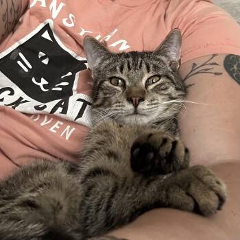 Rescue Domestic Short Hair and Tabby Cats for Adoption in Citra, Florida - Toby | PetCurious