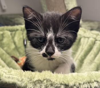 Ilya -  Domestic Short Hair Cat for Adoption in Albany, New York - Ilya | PetCurious