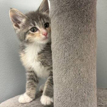 Elsa -  Domestic Medium Hair Cat for Adoption in Crookston, Minnesota - Elsa | PetCurious