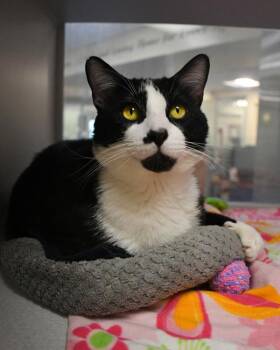 Felix -  Domestic Short Hair Cat for Adoption in Stratham, New Hampshire - Felix | PetCurious