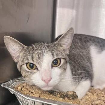 Lawrence -  Domestic Short Hair Cat for Adoption in Bentonville, Arkansas - Lawrence | PetCurious