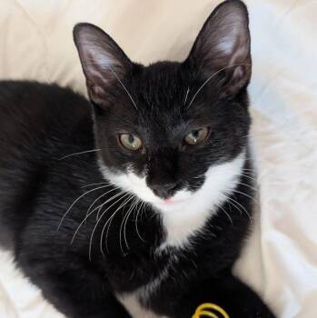 Atlas -  Tuxedo Cat for Adoption in Maple Shade, New Jersey - Atlas | PetCurious