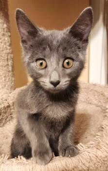 Nathan -  Domestic Short Hair Cat for Adoption in Lenexa, Kansas - Nathan | PetCurious