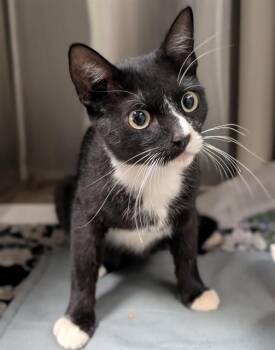 Diamond A221019 -  Tuxedo Cat for Adoption in Plano, Texas - Diamond A221019 | PetCurious