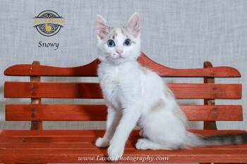 Snowy -  Siamese Cat for Adoption in Riverside, California - Snowy | PetCurious