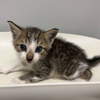 Japikent -  Domestic Short Hair Cat for Adoption in Chattanooga, Tennessee - Japikent | PetCurious