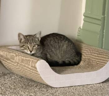 Reilly -  Domestic Short Hair Cat for Adoption in Bethel Park, Pennsylvania - Reilly | PetCurious