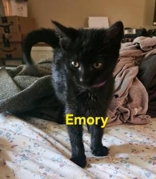 Emory -  Domestic Short Hair Cat Available for Adoption in Johnson City, Tennessee - Emory | PetCurious